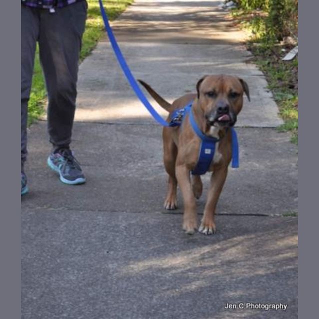 Photo of Tony Needs Out Of The Pound!