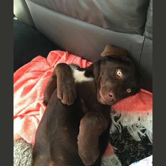 Photo of Willow 