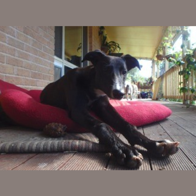 Photo of Lily