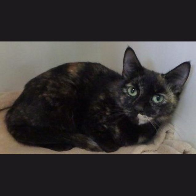 Photo of Spice