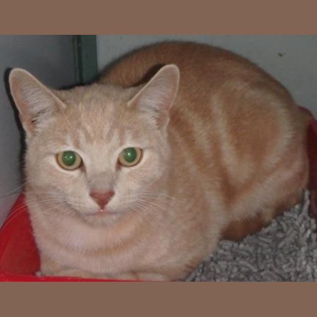 Photo of Champ