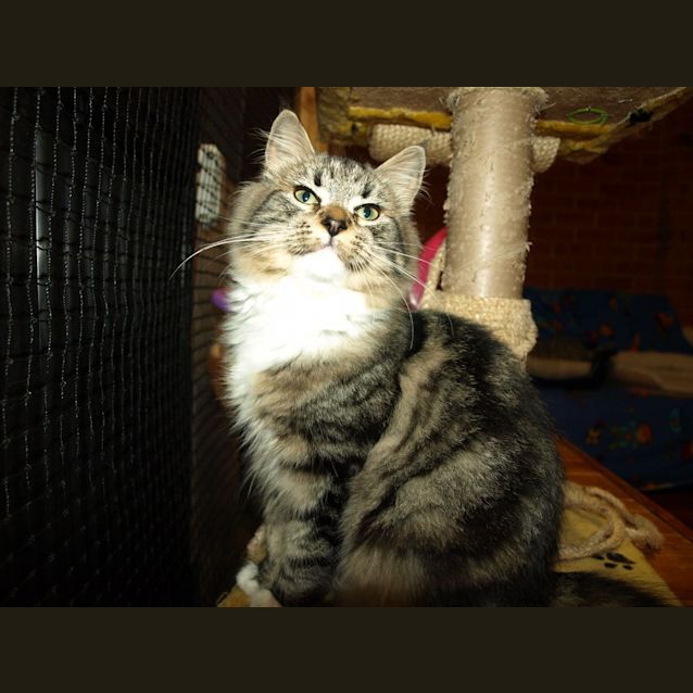 Photo of Kitten Tiddles