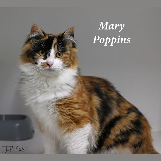 Photo of Mary Poppins