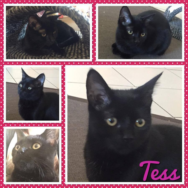 Photo of Tess    Kitten Kapers Rescue
