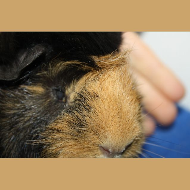 Photo of Luna & Lovegood (Red Flag) 