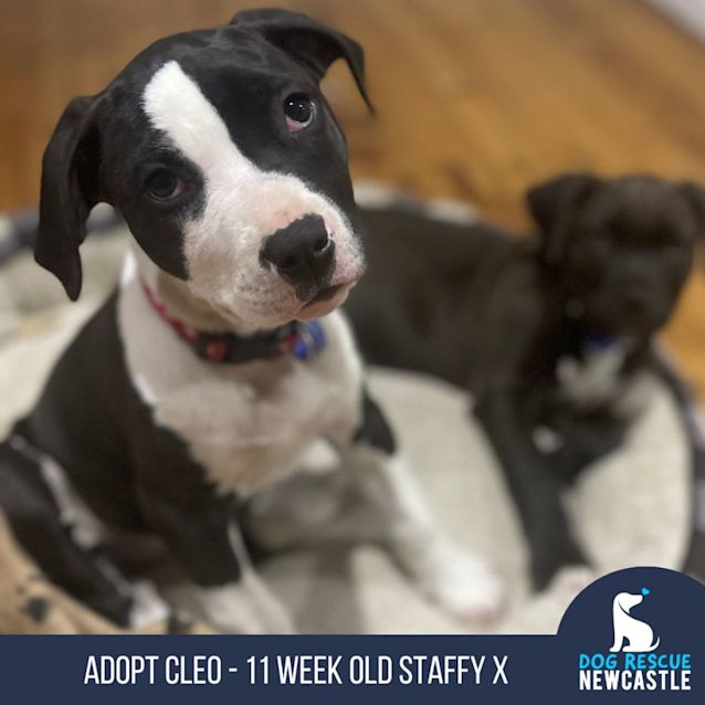 Photo of Cleo   11 Week Old Staffy X (Trial)