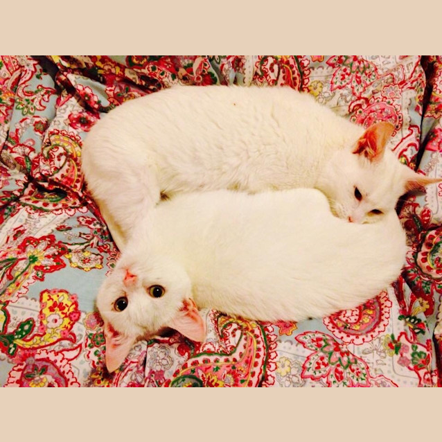 Photo of Kittens