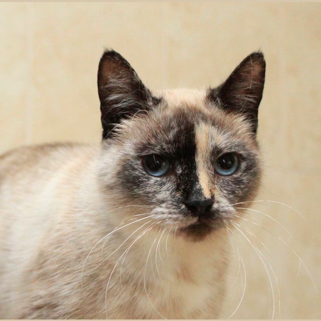 Photo of Anise