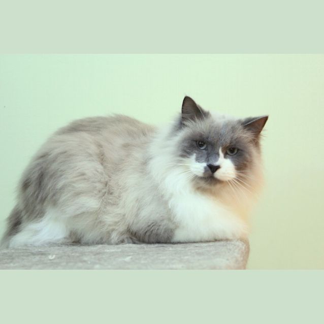 Photo of Bartholomew