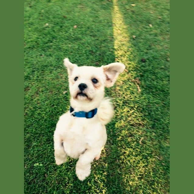 Photo of Chester