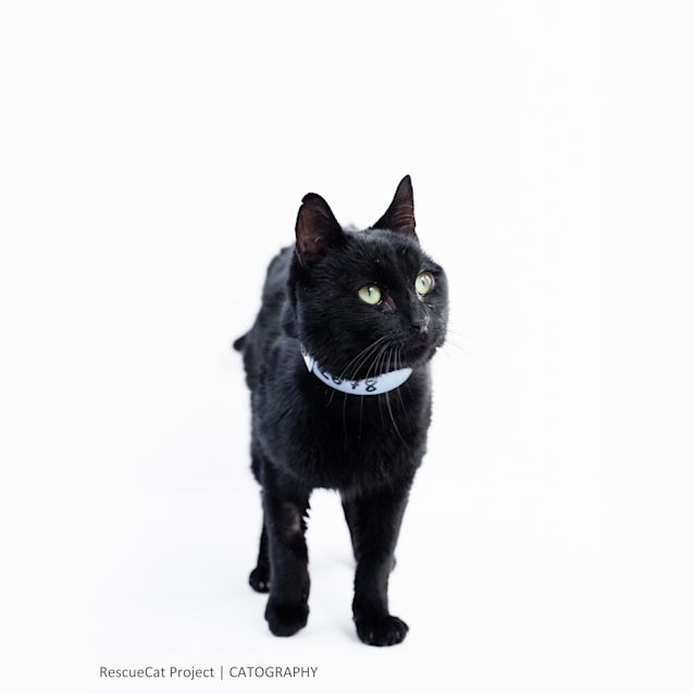 Photo of "Fudge" Purrfect Match