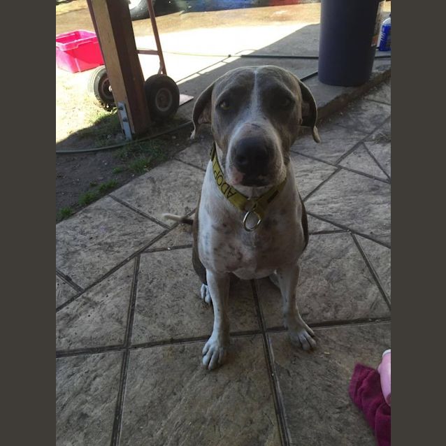 Photo of Samson