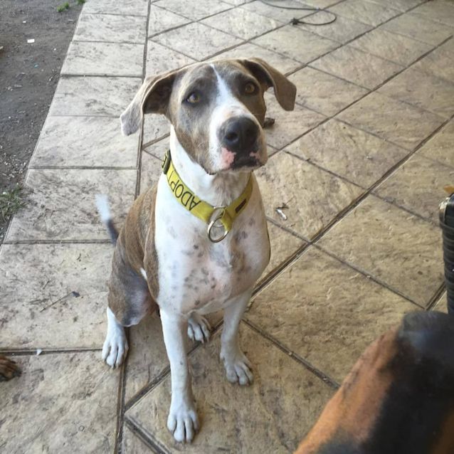 Photo of Samson