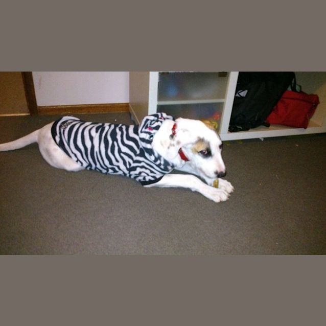 Photo of Caesar