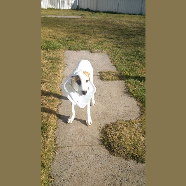 Photo of Caesar