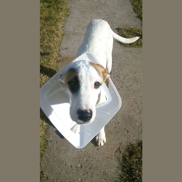 Photo of Caesar
