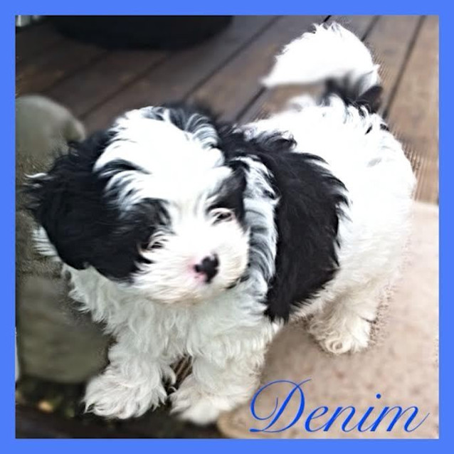 Photo of Denim ~ Malt/Foxx Pom/Shih (Trial 13/8/15)