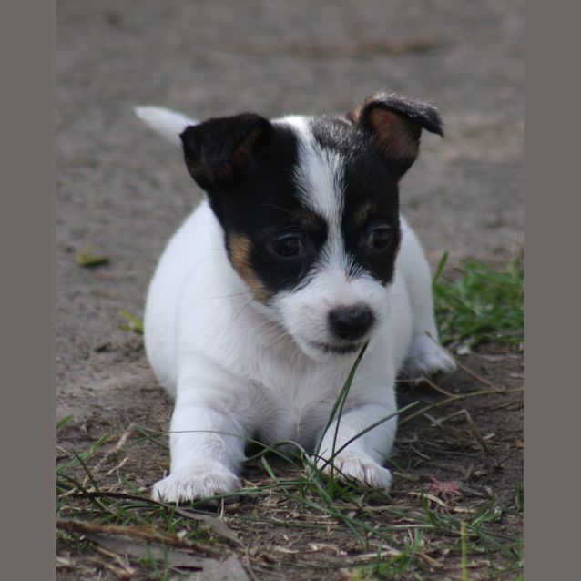 Photo of Violet