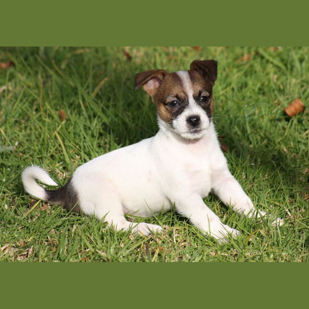Photo of Daisy