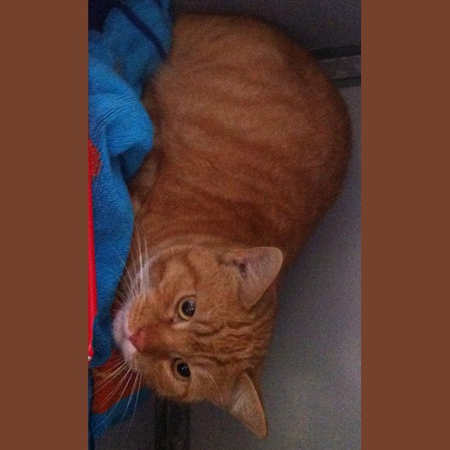 Photo of Orange