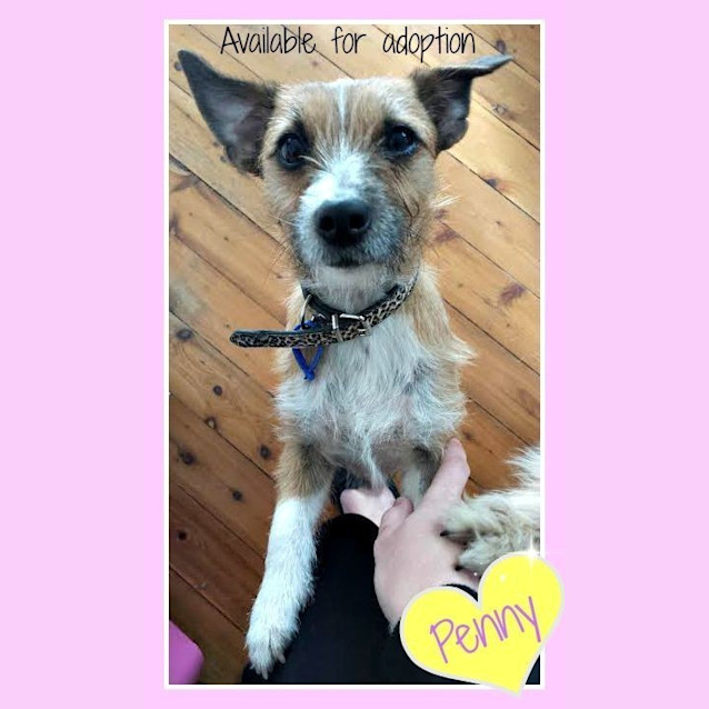 Photo of Penny ~ Fox Terrier (On Trial 16/8/15)