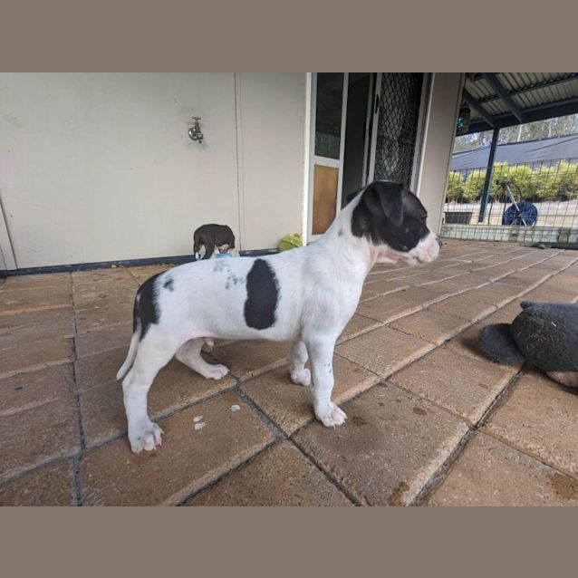 Photo of Spike