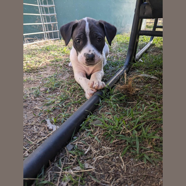 Photo of Spike