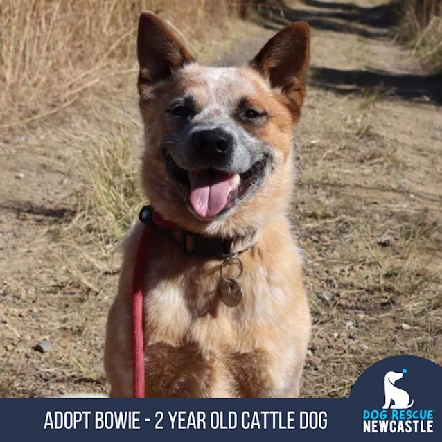 Photo of Bowie   2 Year Old Cattle Dog