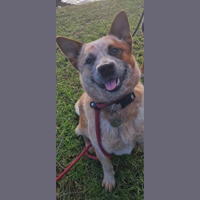 Photo of Bowie   2 Year Old Cattle Dog