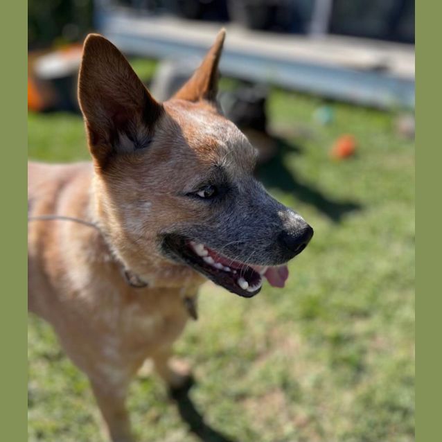 Photo of Bowie   2 Year Old Cattle Dog