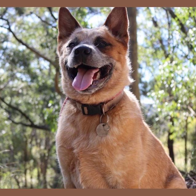 Photo of Bowie   2 Year Old Cattle Dog