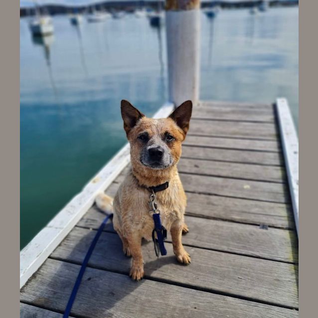 Photo of Bowie   2 Year Old Cattle Dog