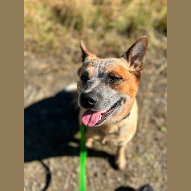 Photo of Bowie   2 Year Old Cattle Dog