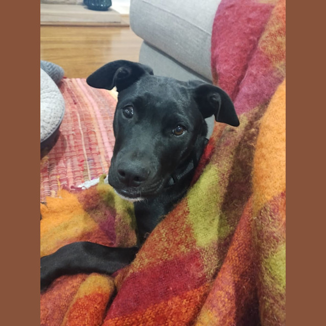 Photo of Vinnie   4 Month Old Labrador X (Trial)
