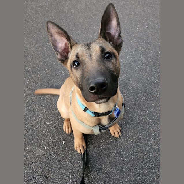 Photo of Steven   4 Month Old German Shepherd X (Trial)