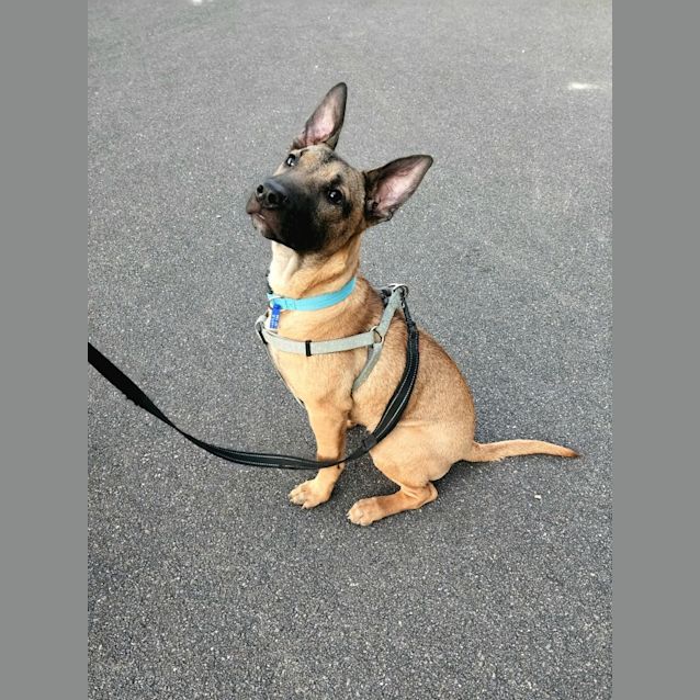 Photo of Steven   4 Month Old German Shepherd X (Trial)