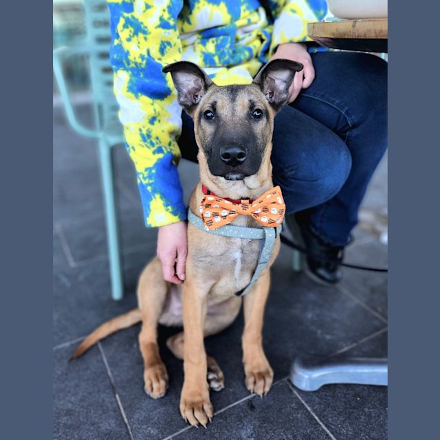 Photo of Steven   4 Month Old German Shepherd X (Trial)