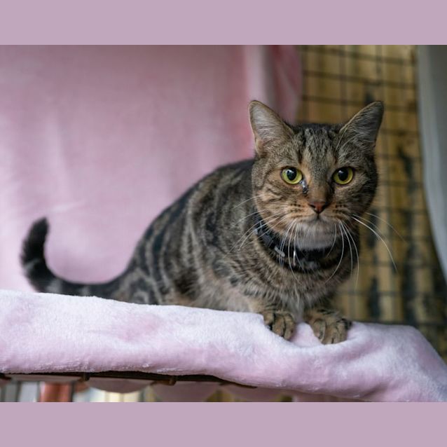 Photo of Chi Chi