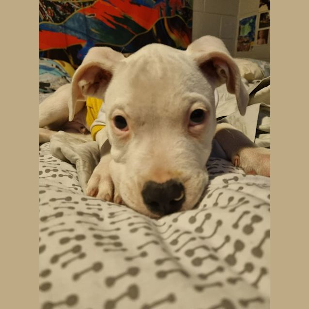 Photo of Taj