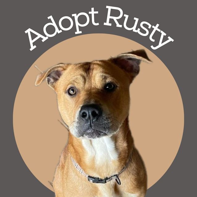Photo of Rusty 