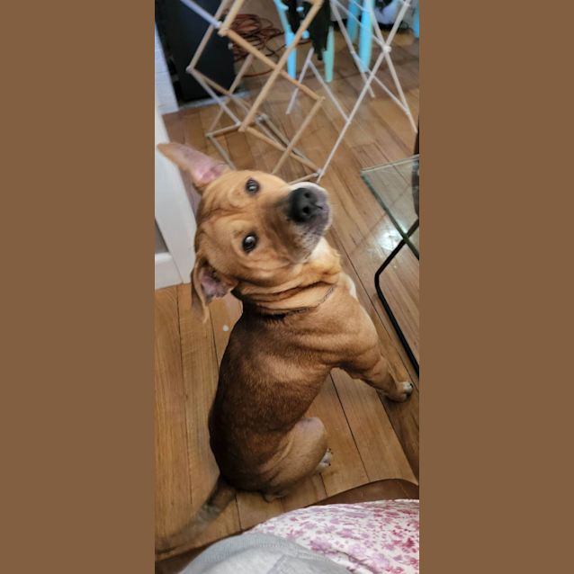 Photo of Rusty 