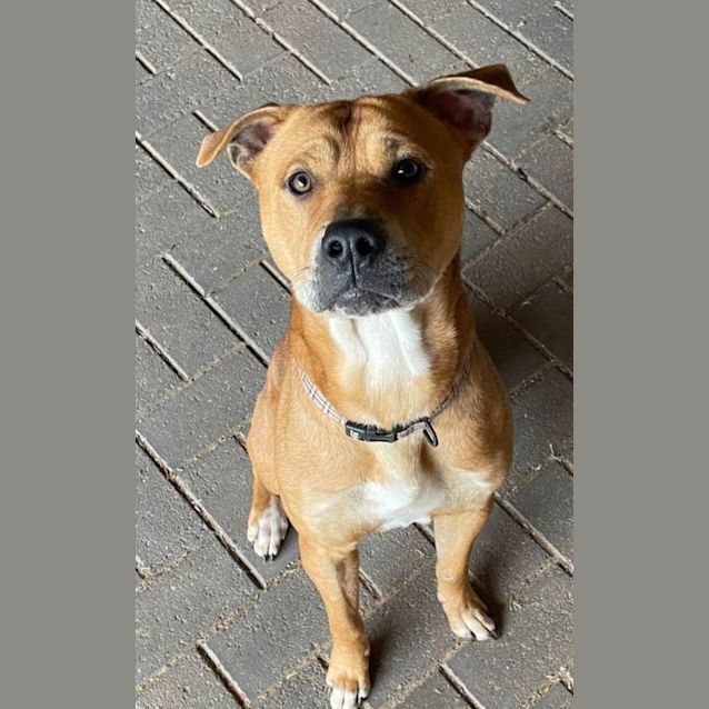 Photo of Rusty 
