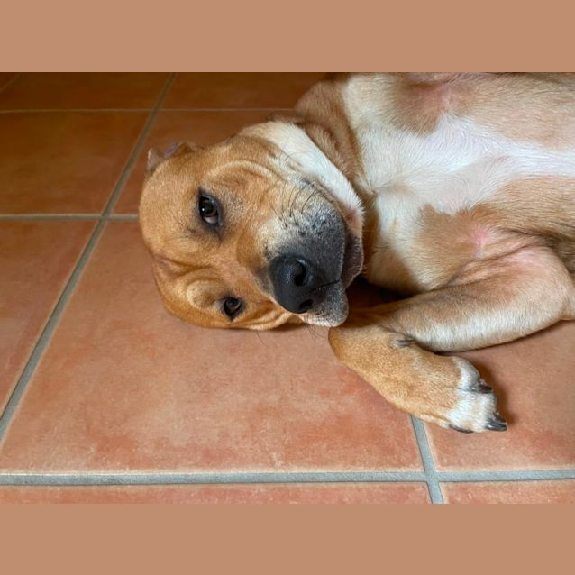 Photo of Rusty 