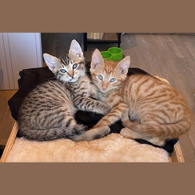 Photo of Crookshanks