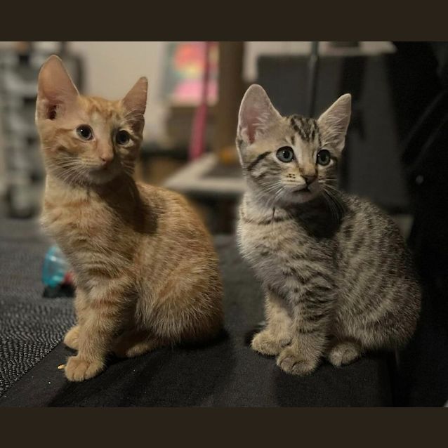 Photo of Crookshanks