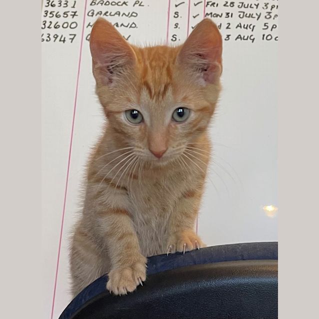 Photo of Crookshanks