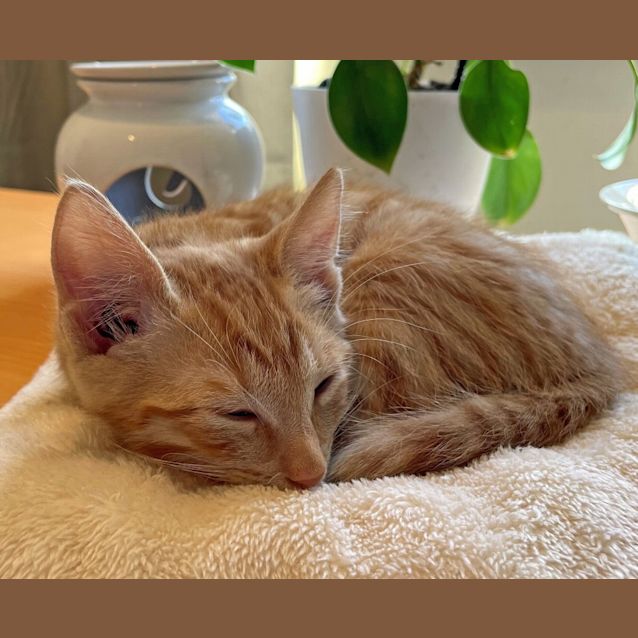 Photo of Crookshanks