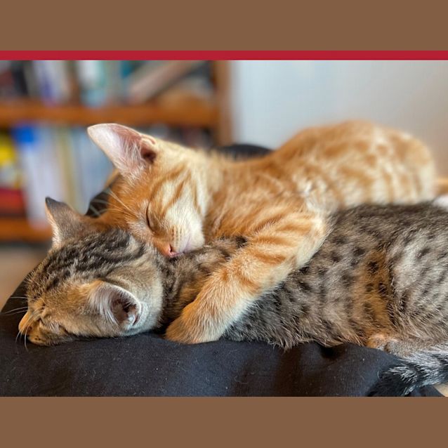 Photo of Crookshanks