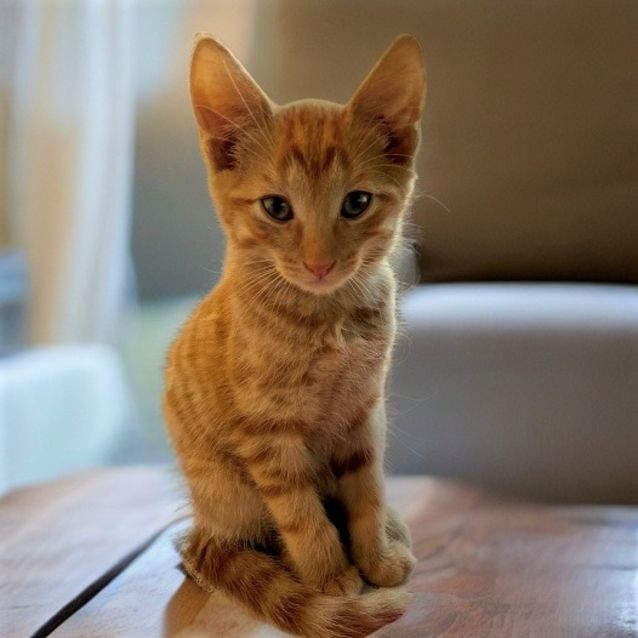 Photo of Crookshanks