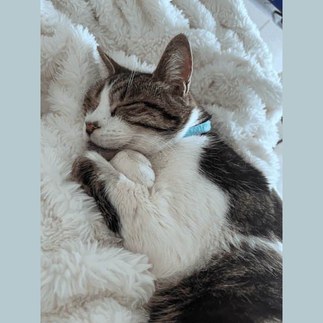 Photo of Milli And Chilli